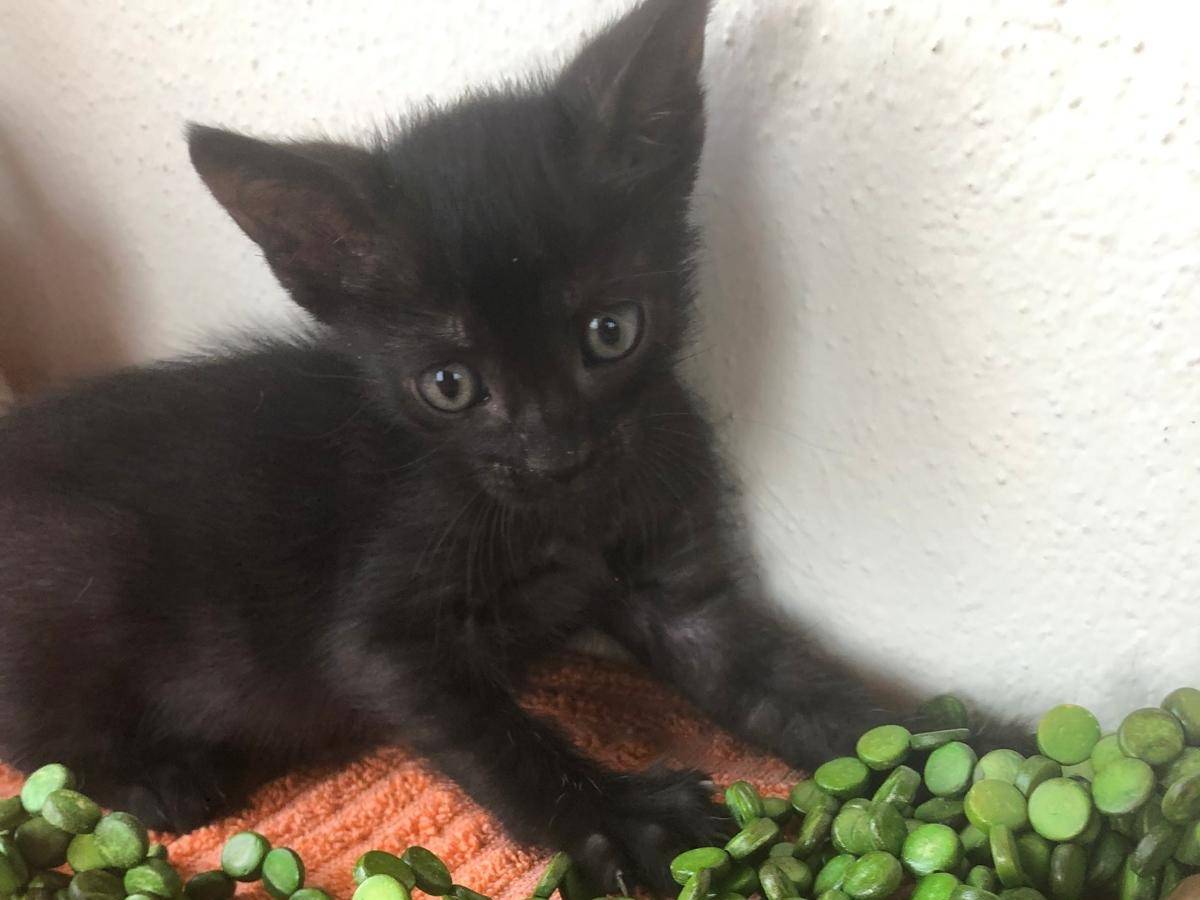 Adotta un gatto, maschio, 1 mese, Catanzaro
