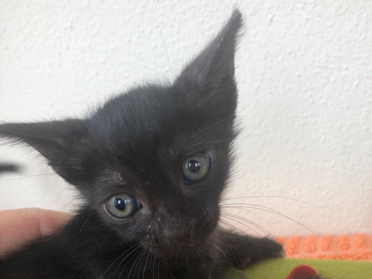 Adotta un gatto, taglia non valida, maschio, Catanzaro