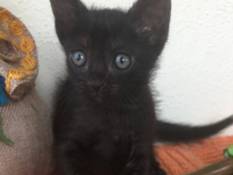 Adozione gatto, maschio, Razza sconosciuta Razza sconosciuta, 1 mese, taglia non valida, Catanzaro