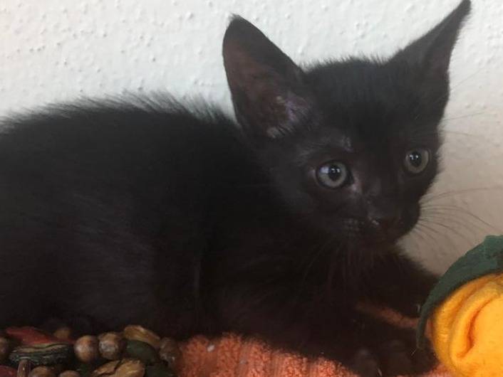 Vuoi adottare un gatto a Catanzaro?