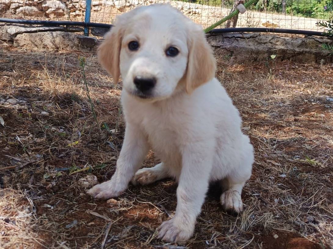 Adotta un cane, femmina, 2 mesi, Belluno