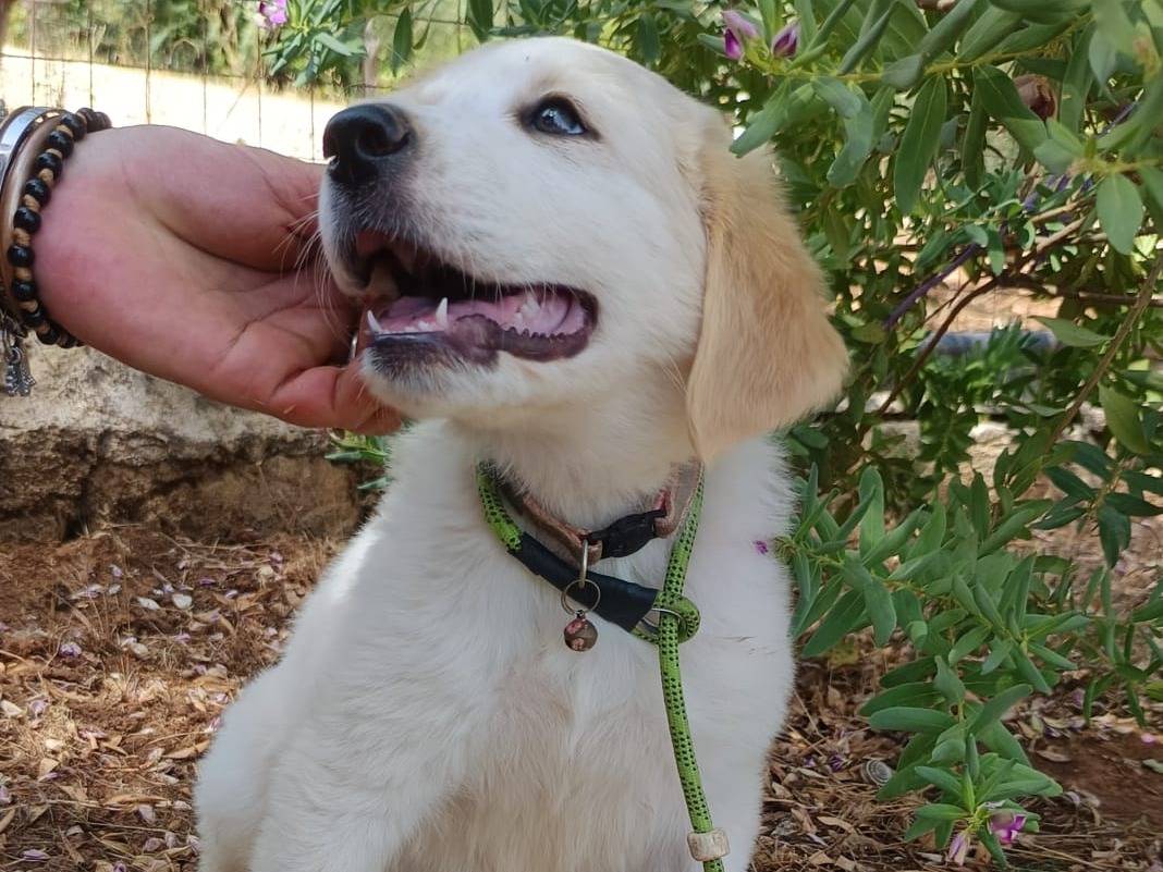 Adotta un cane, taglia grande, femmina, Belluno