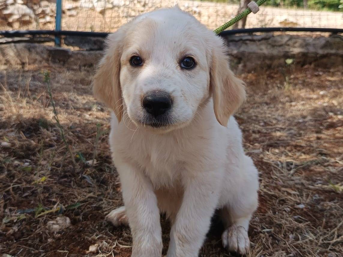 Adozione cane, femmina, Pastore maremmano Razza sconosciuta, 2 mesi, taglia grande, Belluno