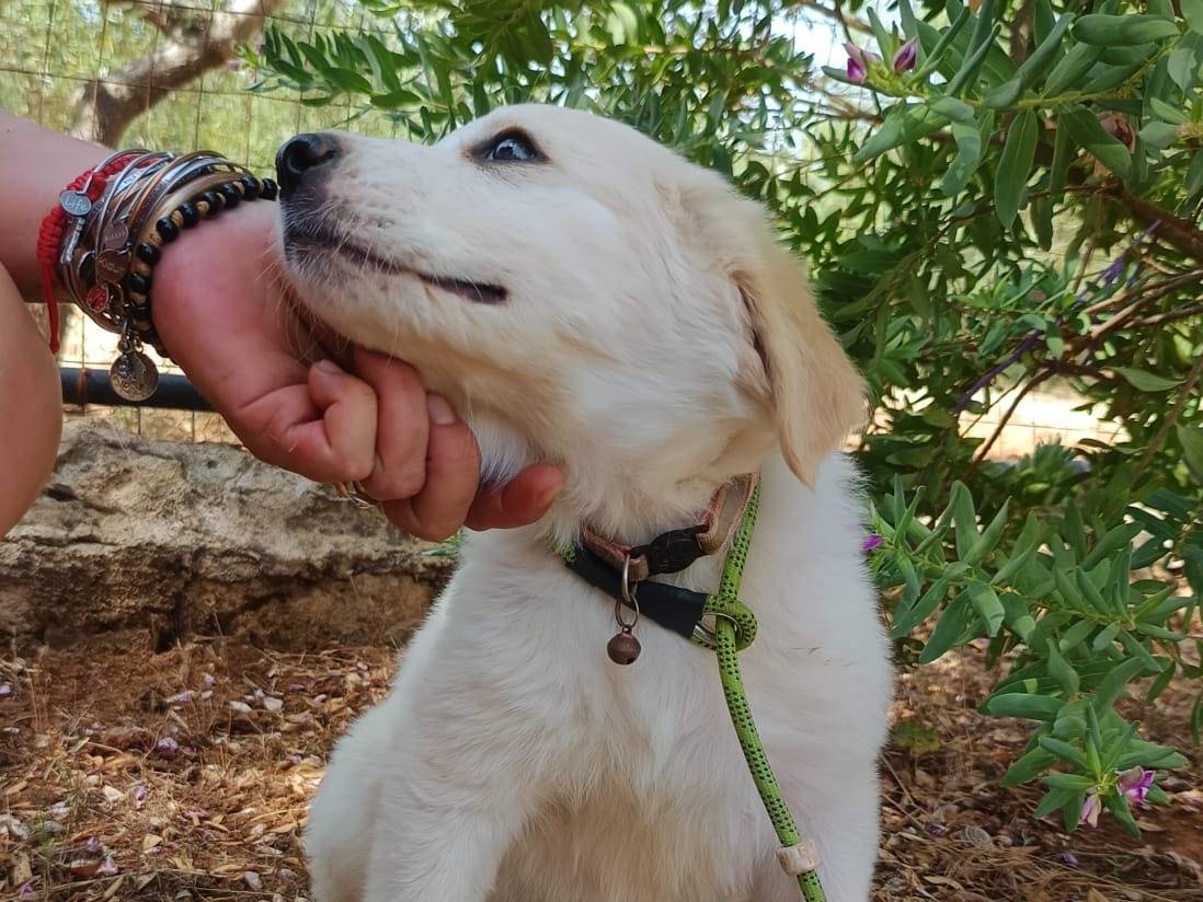 Adotta il cane Coco a Belluno
