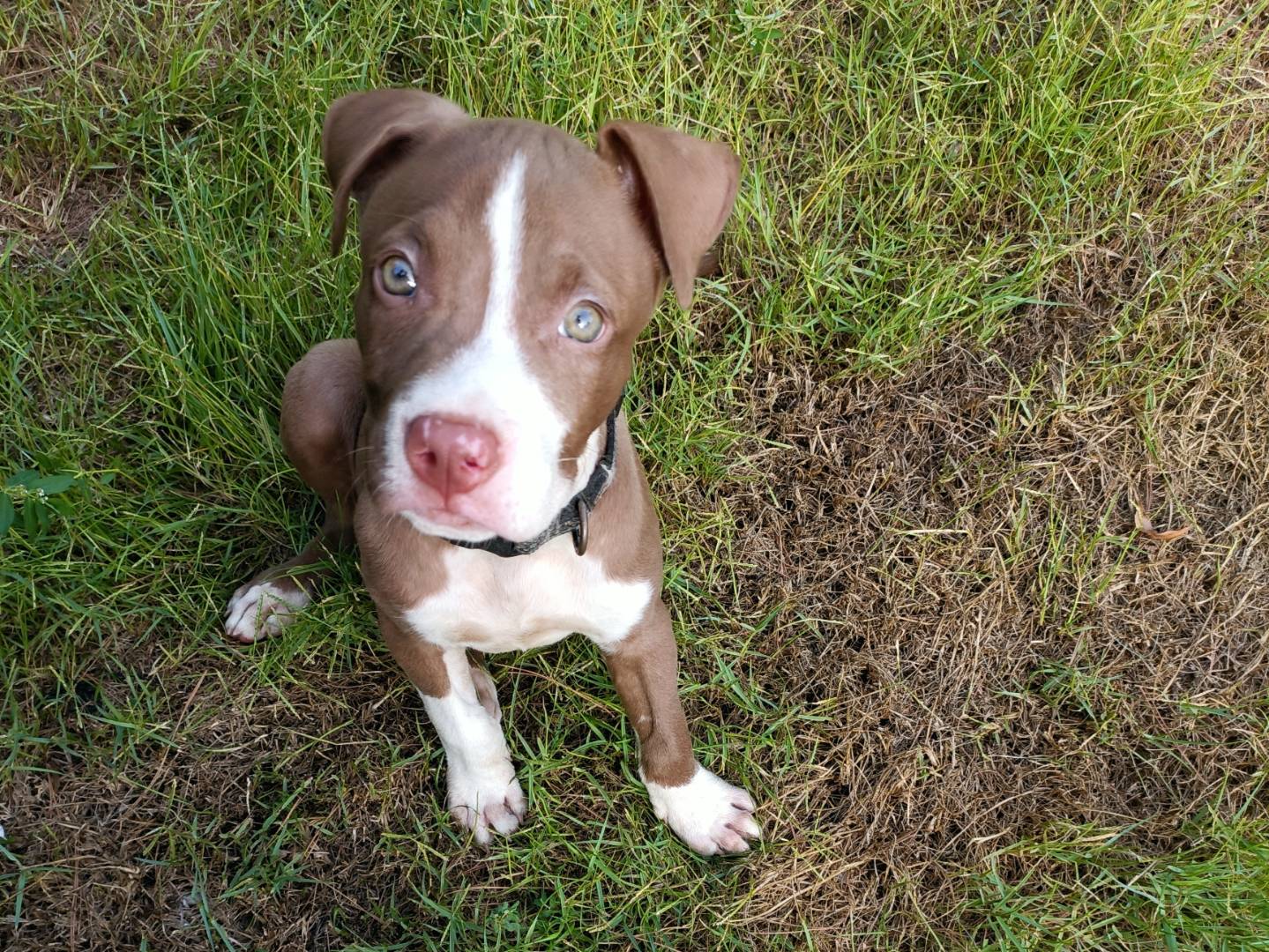 Adozione cane, maschio, Pitbull Razza sconosciuta, 2 mesi, taglia media, Palermo