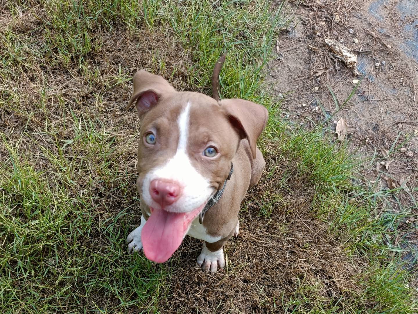 Adotta un cane, maschio, 2 mesi, Palermo