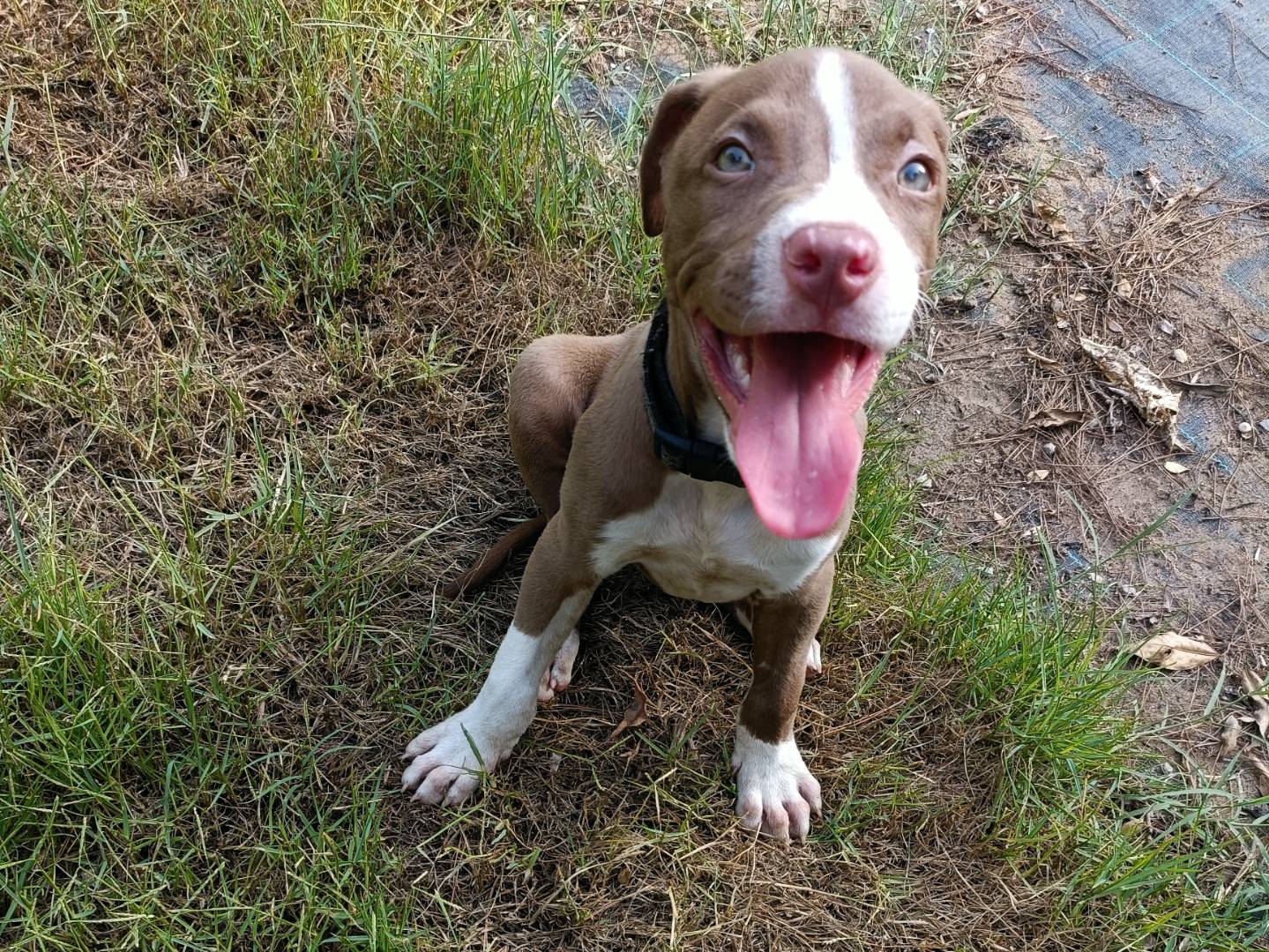 Adotta un cane, taglia media, maschio, Palermo