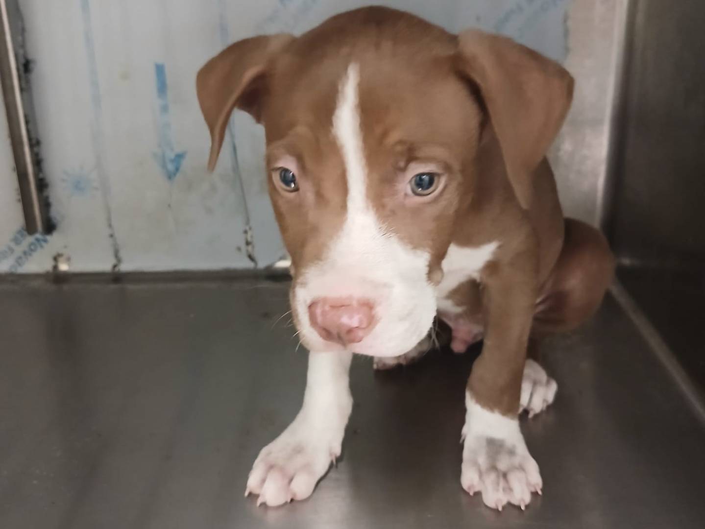 Vuoi adottare un cane a Palermo?