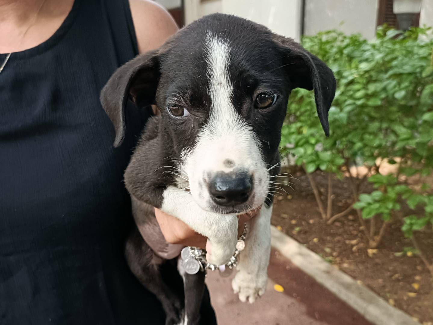 Adozione cane, femmina, Razza sconosciuta Razza sconosciuta, 2 mesi, taglia media contenuta, Palermo