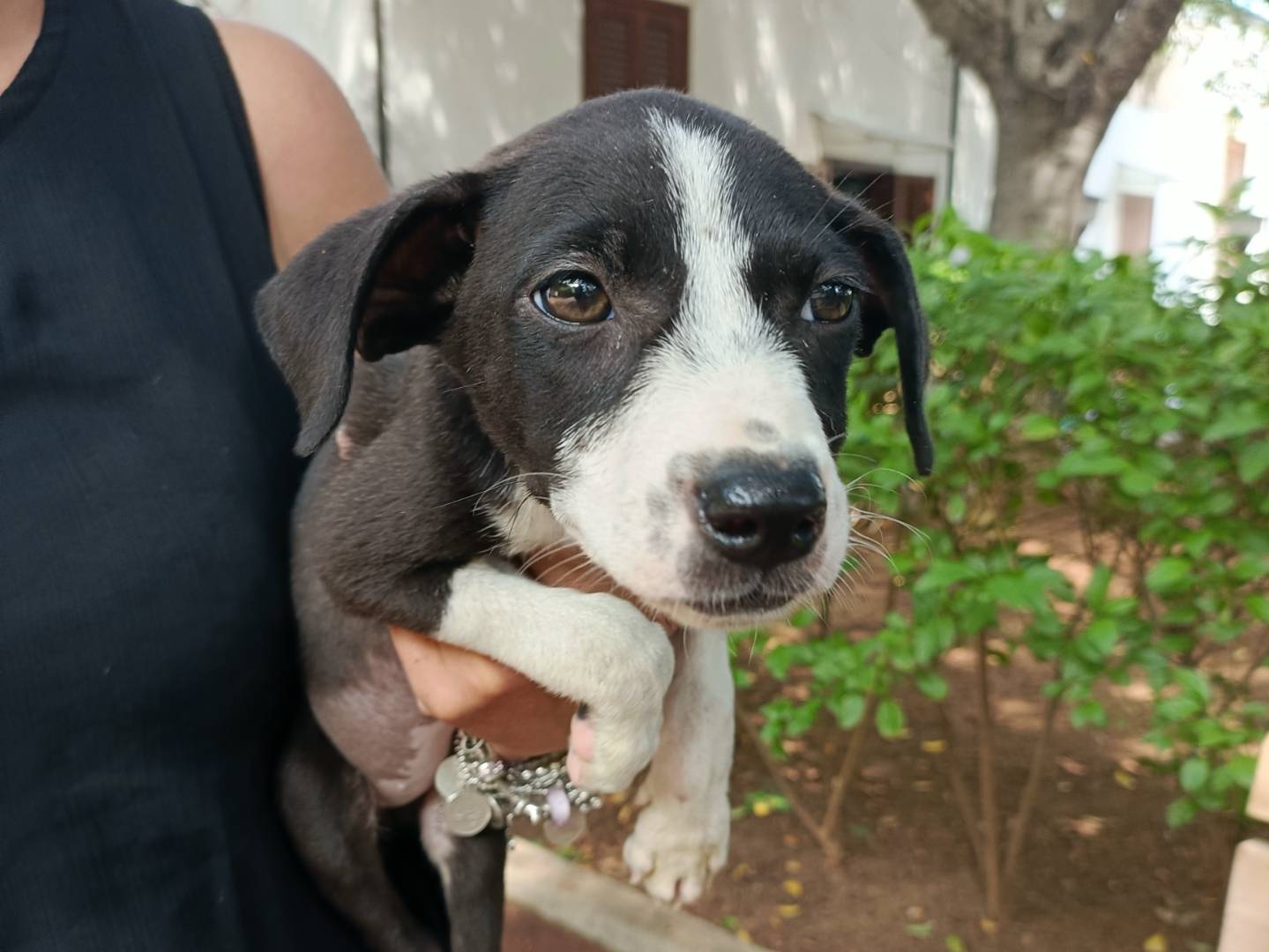 Adotta un cane, femmina, 2 mesi, Palermo