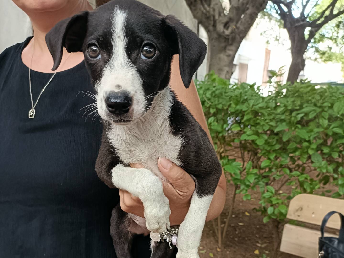 Adotta un cane, taglia media contenuta, femmina, Palermo