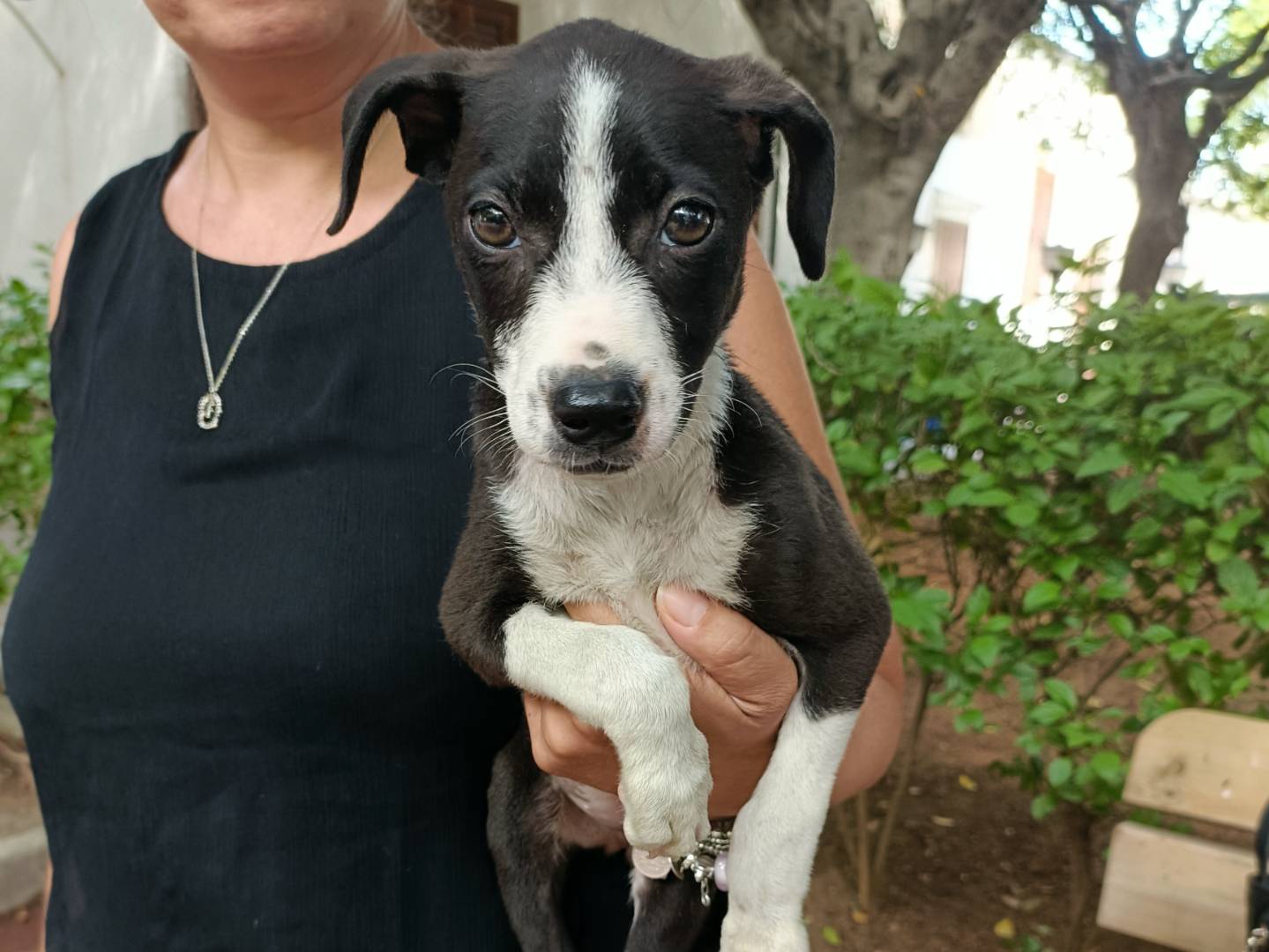 Vuoi adottare un cane a Palermo?