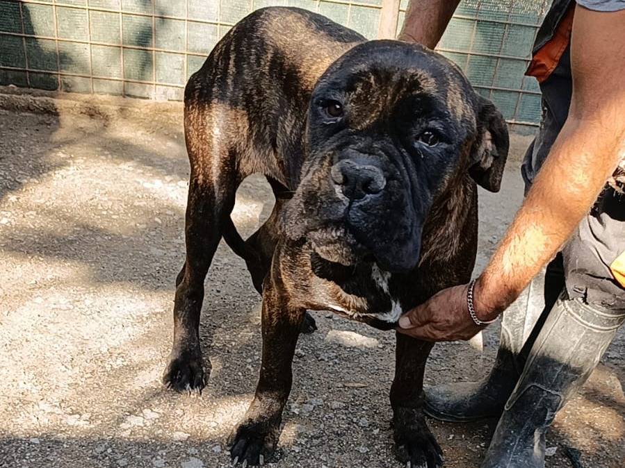 Vuoi adottare un cane a Palermo?