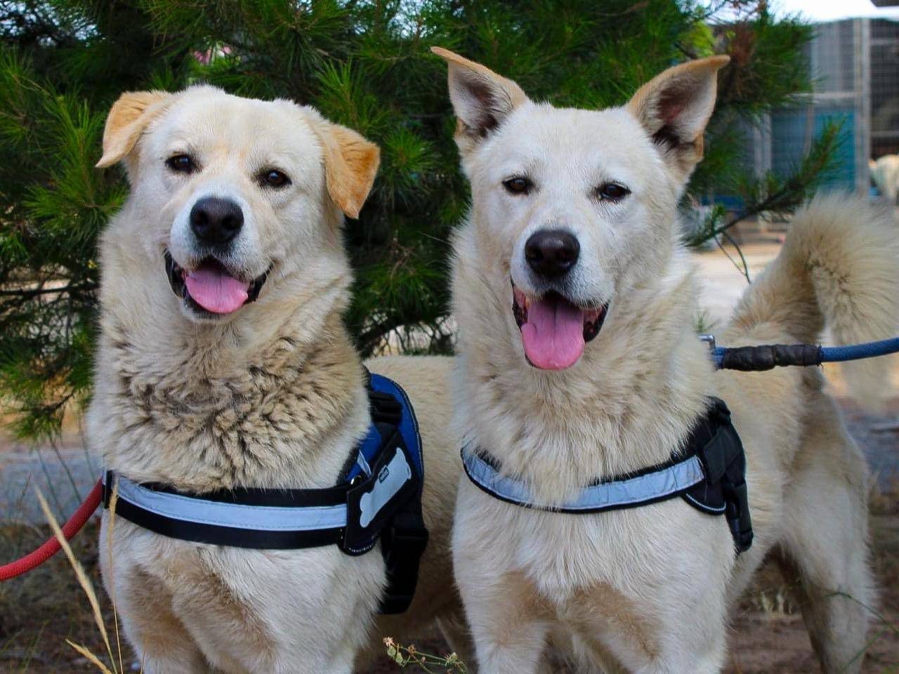 Vuoi adottare un cane a Crotone?