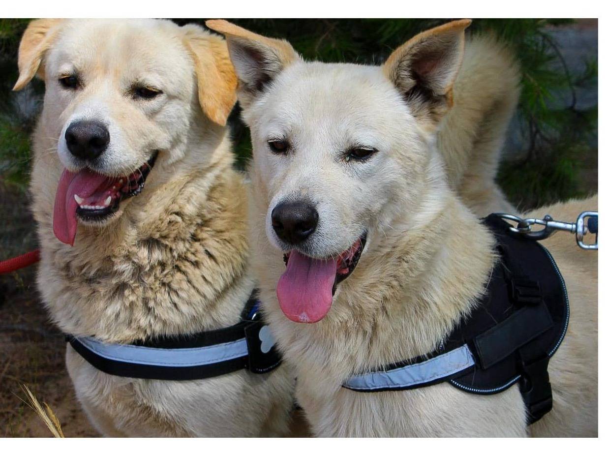 Adotta il cane Watson e Sherlock a Crotone