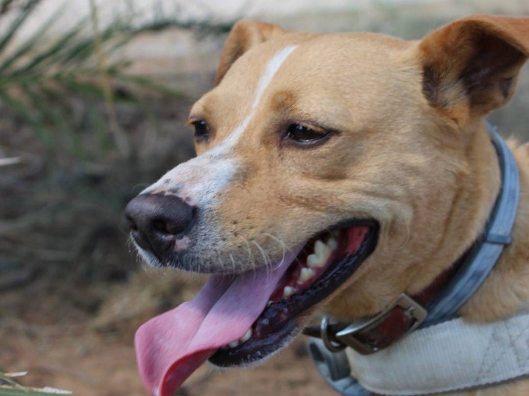Adotta un cane, maschio, 3 anni e 5 mesi, Crotone