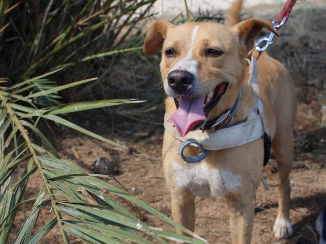 Adotta un cane, taglia media contenuta, maschio, Crotone