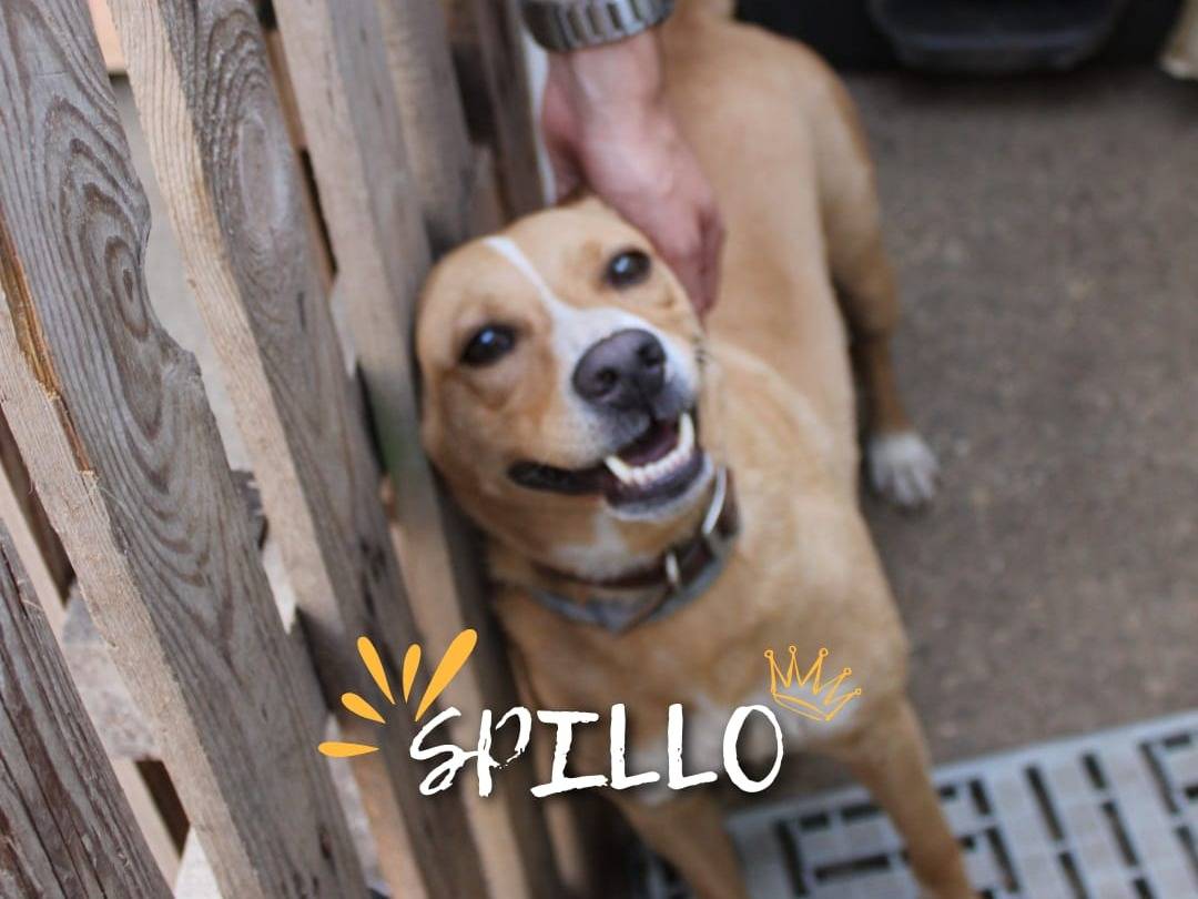 Adozione cane, maschio, Razza sconosciuta Razza sconosciuta, 3 anni e 5 mesi, taglia media contenuta, Crotone