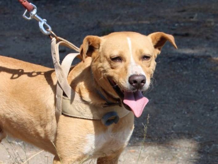 Vuoi adottare un cane a Crotone?