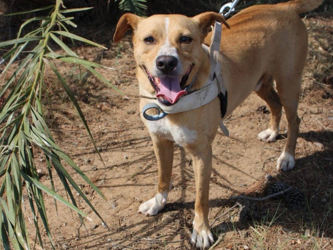 Adotta il cane Spillo a Crotone