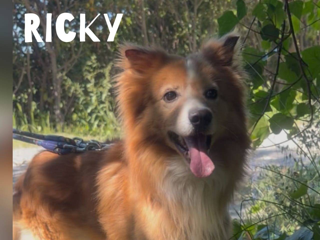 Adotta un cane, maschio, 5 anni e 6 mesi, Crotone