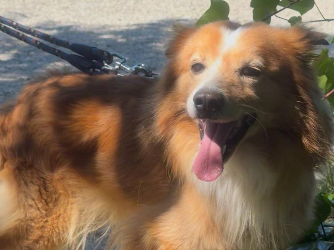 Adozione cane, maschio, Volpino di Pomerania Razza sconosciuta, 5 anni e 6 mesi, taglia media contenuta, Crotone