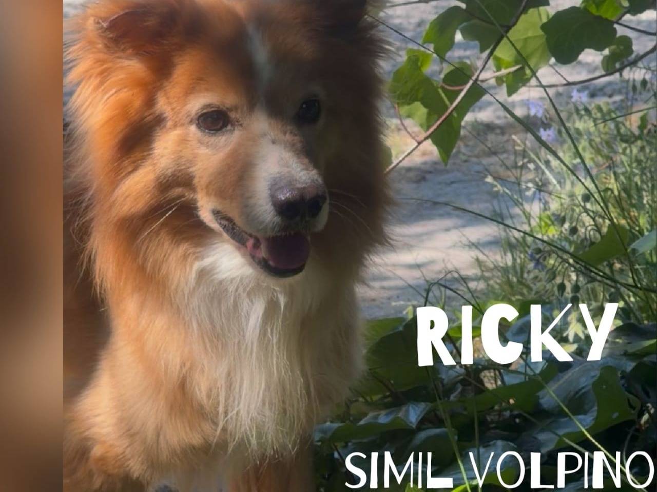 Adotta un cane, taglia media contenuta, maschio, Crotone
