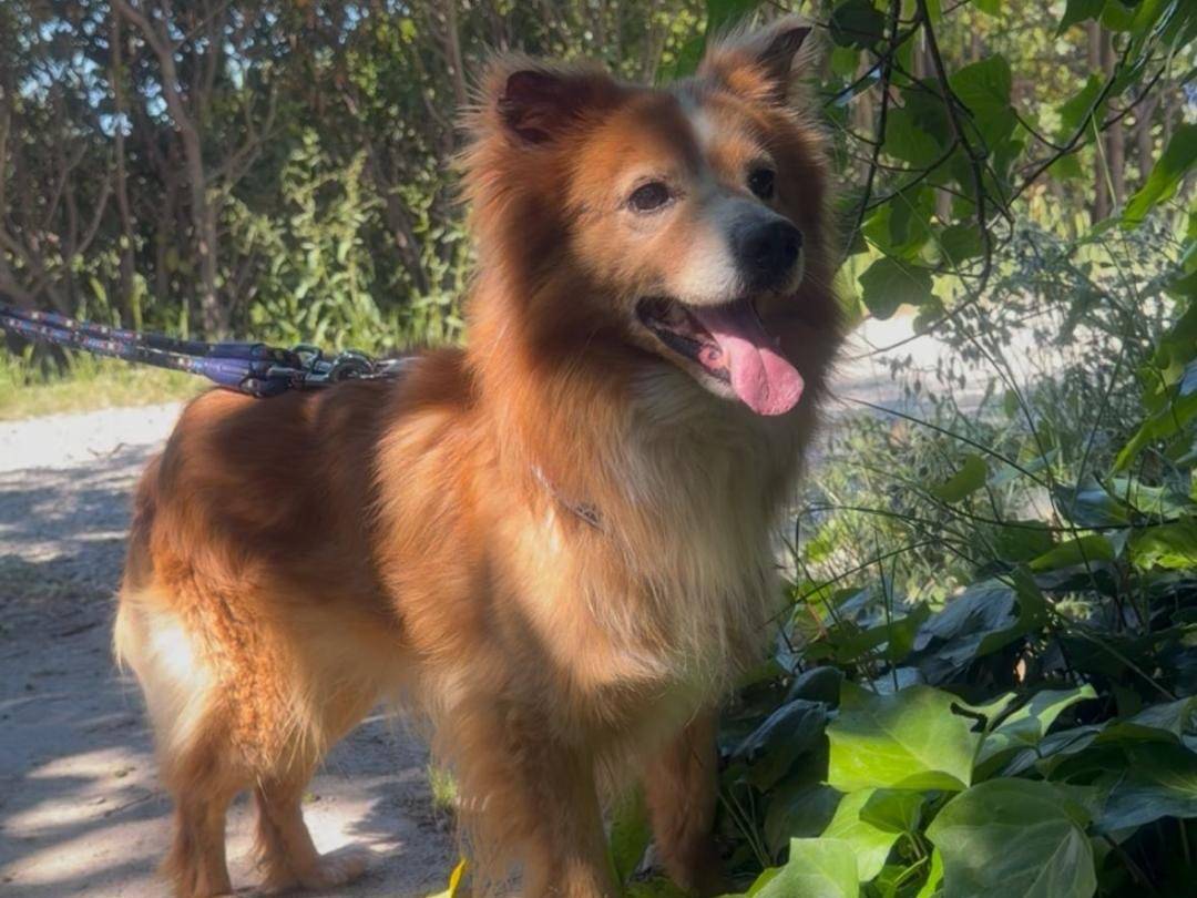 Vuoi adottare un cane a Crotone?