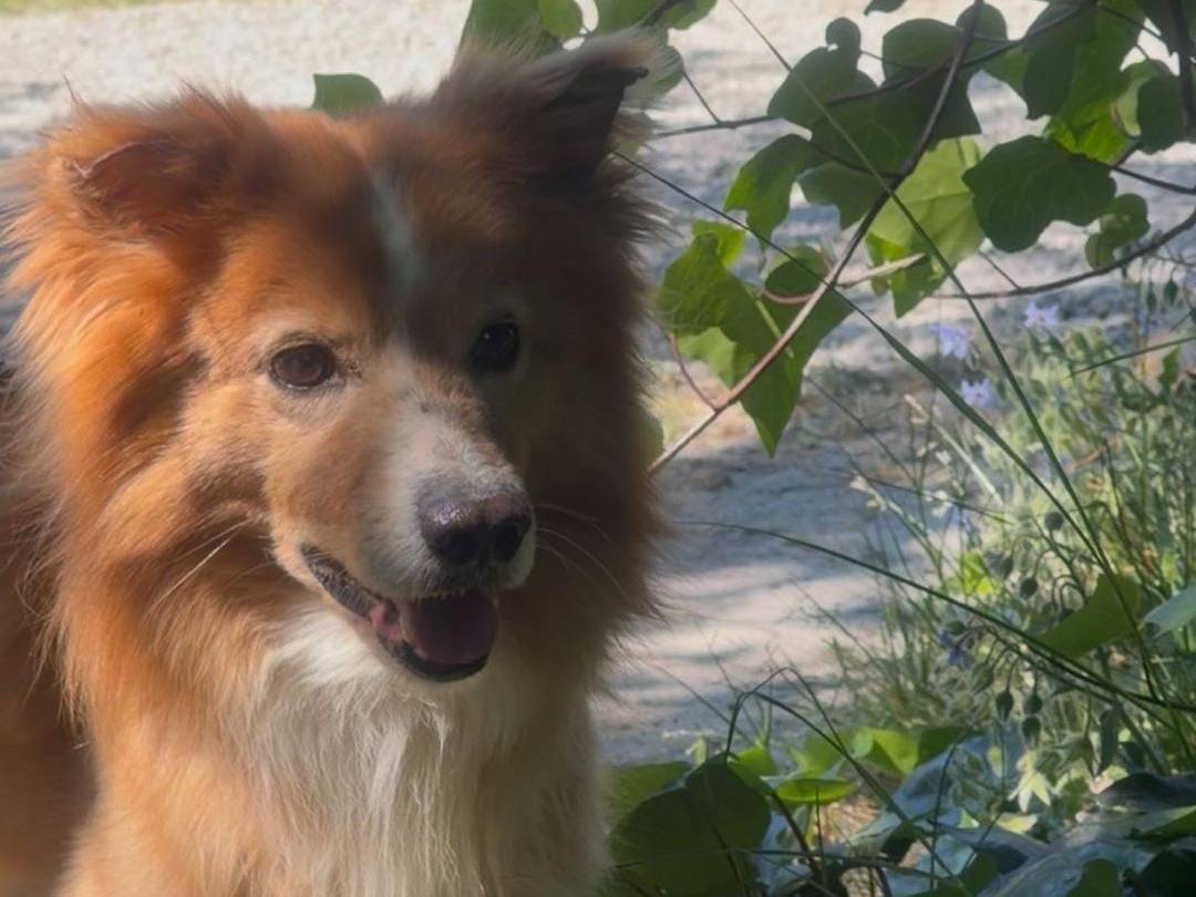 Adotta il cane Ricky a Crotone