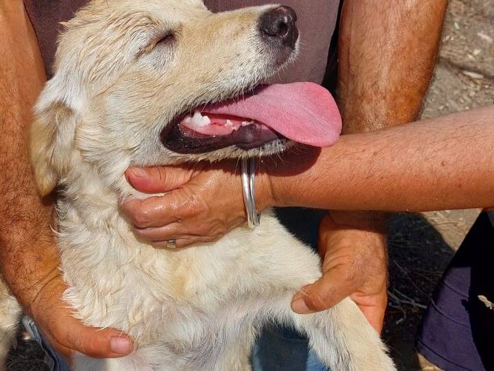 Foto 3 dell'animale