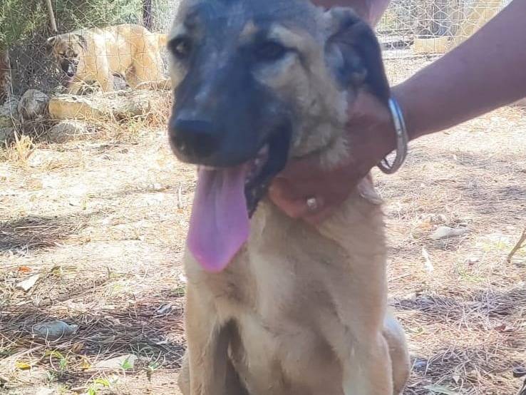 Adotta il cane Bea e Vaniglia in pericolo a Cagliari
