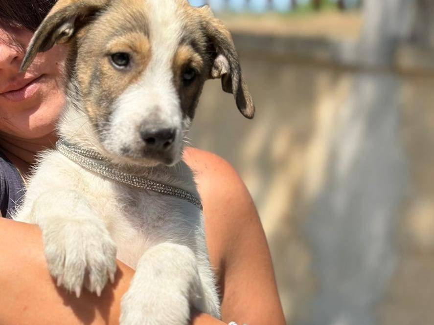 Adotta un cane, maschio, 3 mesi, Siracusa