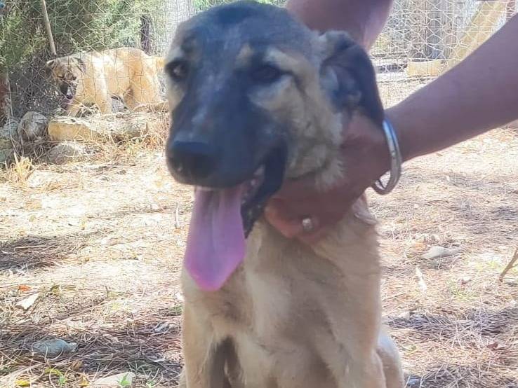Adozione cane, femmina, Razza sconosciuta Razza sconosciuta, 5 mesi, taglia media, Cagliari