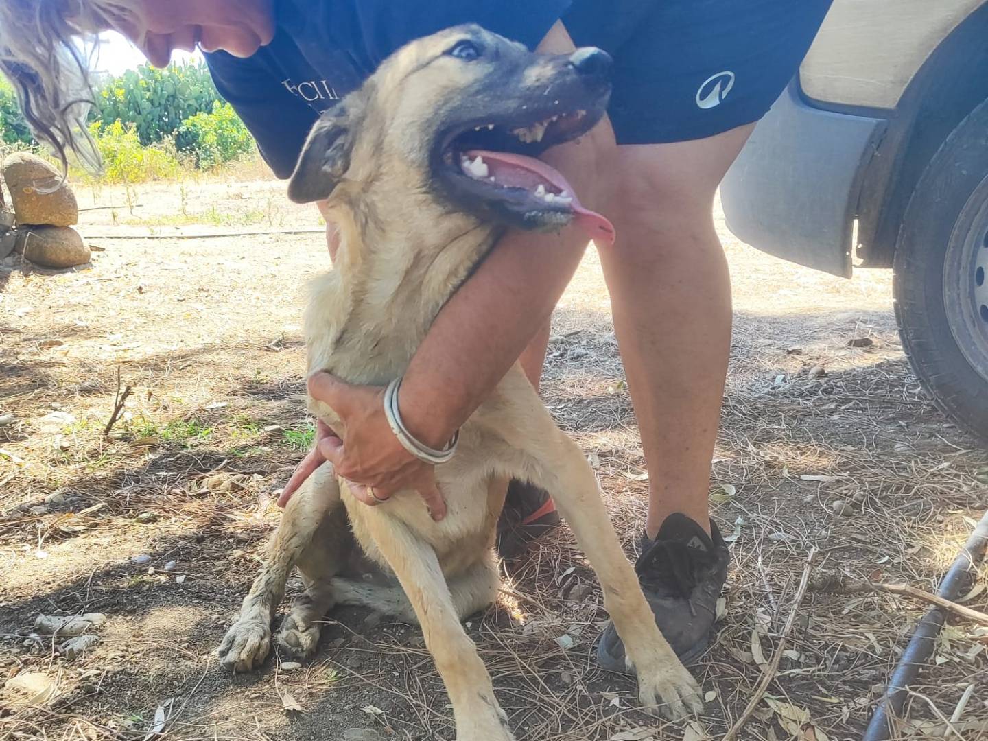Adotta un cane, femmina, 5 mesi, Cagliari