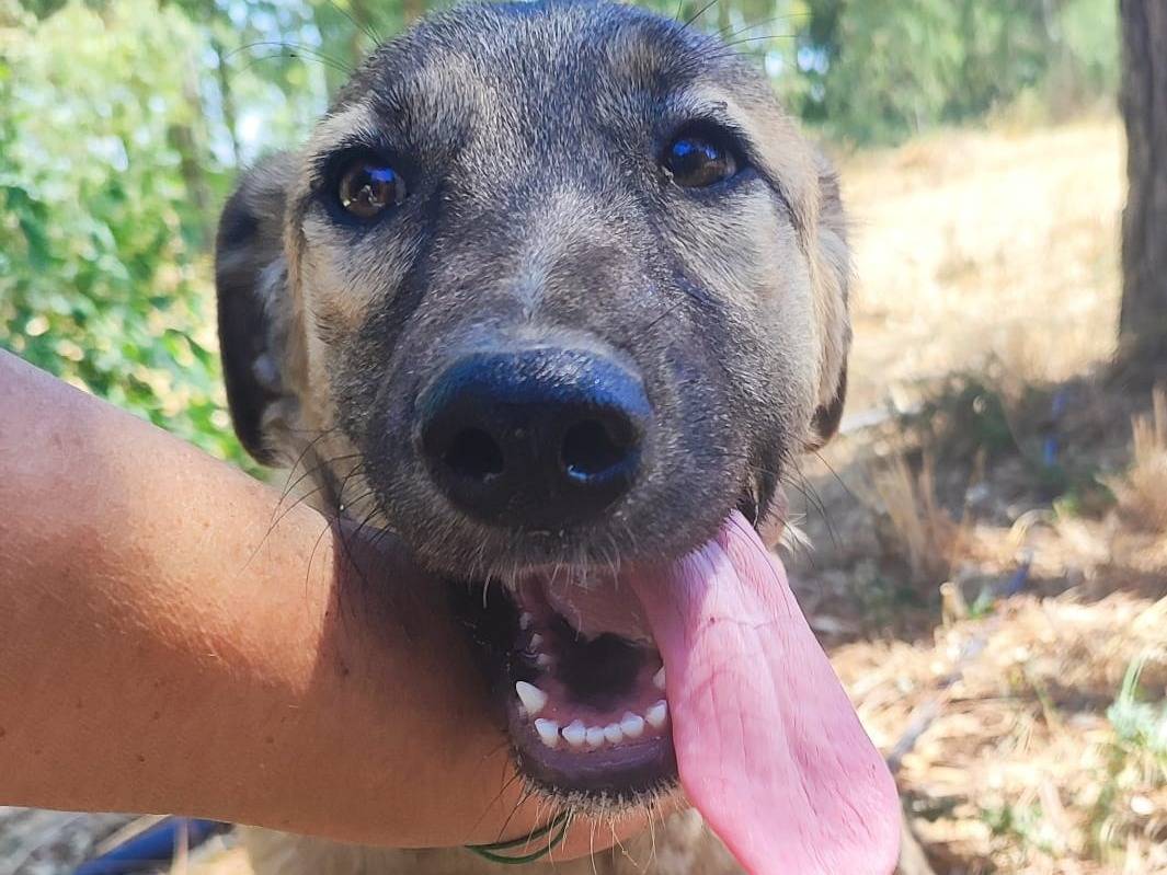 Vuoi adottare un cane a Cagliari?