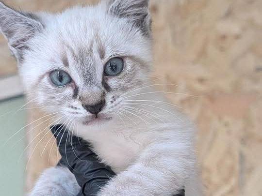 Adozione gatto, maschio, Razza sconosciuta Razza sconosciuta, 4 mesi, taglia non valida, Bari