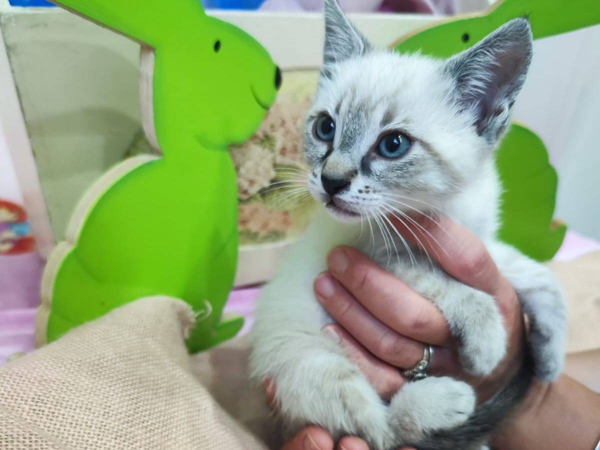 Adotta un gatto, maschio, 4 mesi, Bari