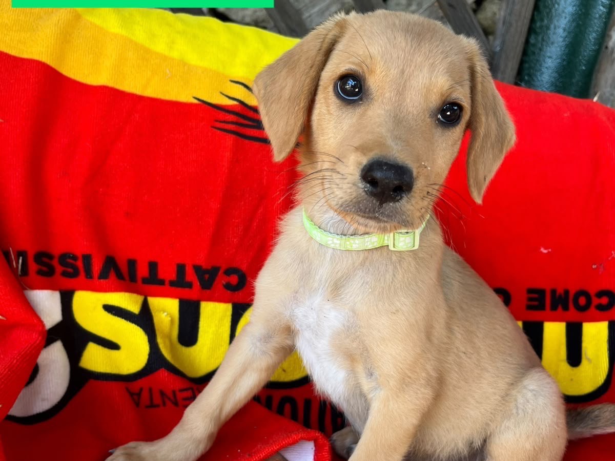 Adotta un cane, maschio, 3 mesi, Siracusa