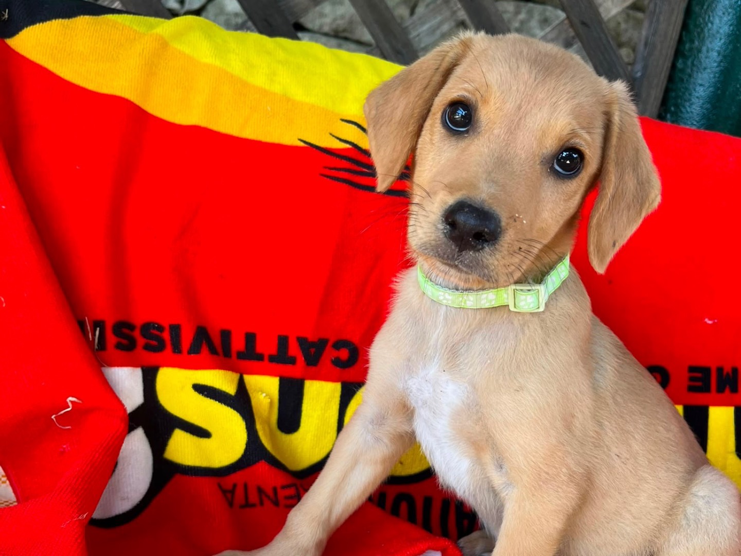 Adotta un cane, taglia media, maschio, Siracusa