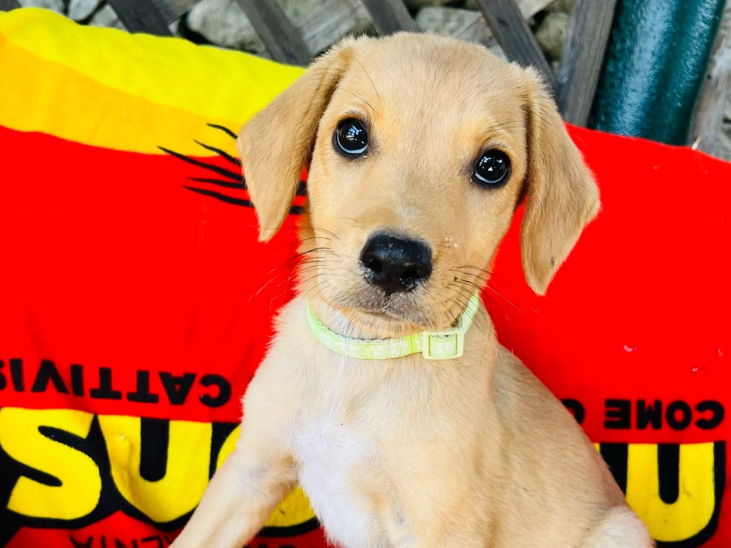 Adozione cane, maschio, Razza sconosciuta Razza sconosciuta, 3 mesi, taglia media, Siracusa