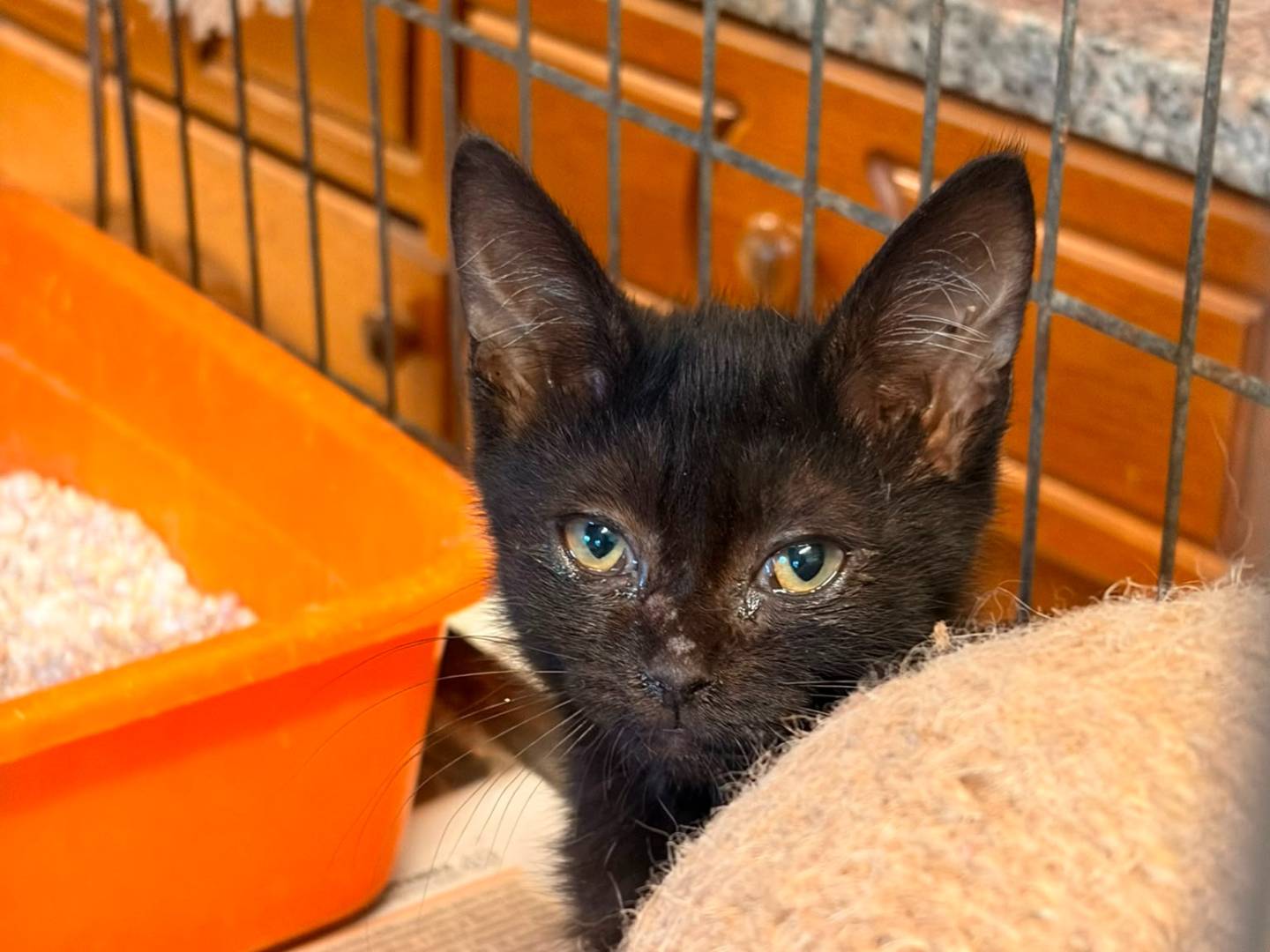 Adozione gatto, femmina, Razza sconosciuta Razza sconosciuta, 2 mesi, taglia non valida, Asti