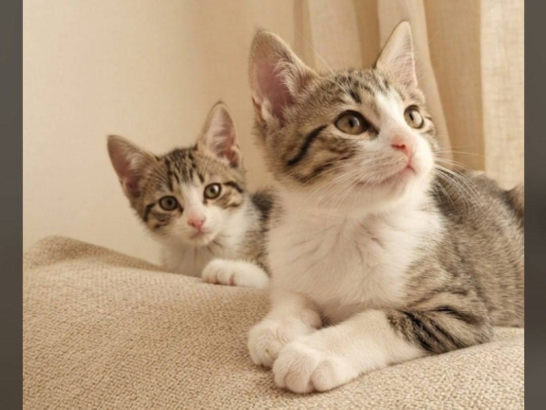 Adozione gatto, femmina, Razza sconosciuta Razza sconosciuta, 2 mesi, taglia non valida, Chieti