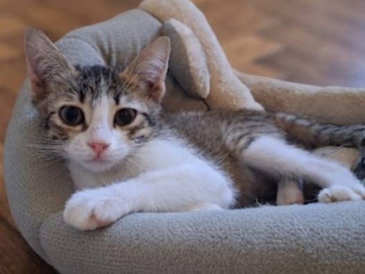 Adotta un gatto, femmina, 2 mesi, Chieti