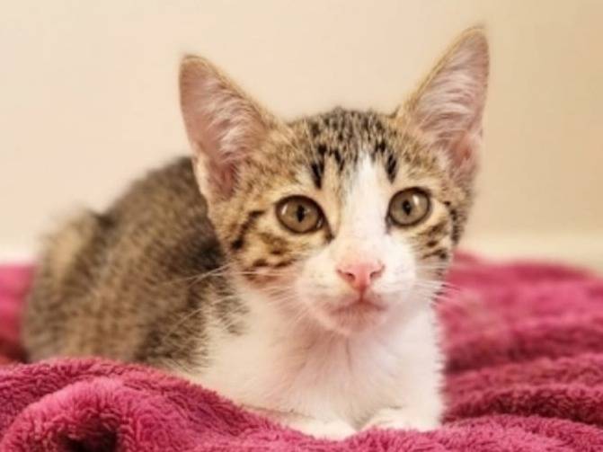 Adotta un gatto, taglia non valida, femmina, Chieti