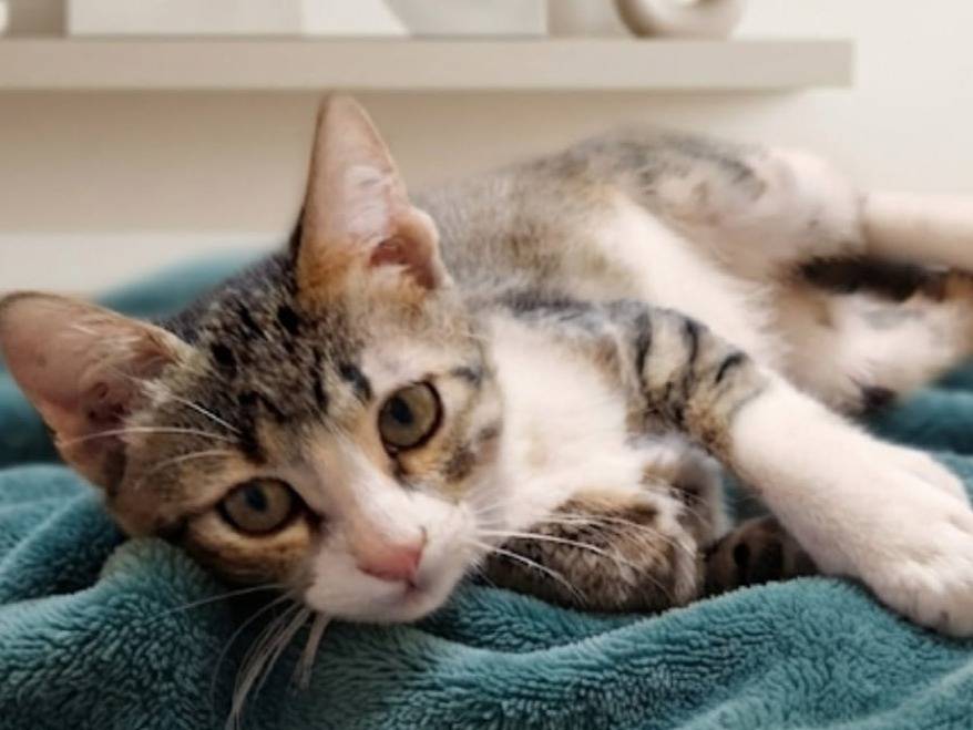 Vuoi adottare un gatto a Chieti?