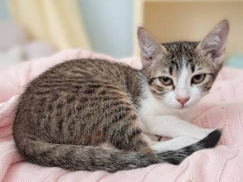Adotta il gatto GAIA ed ELENA a Chieti