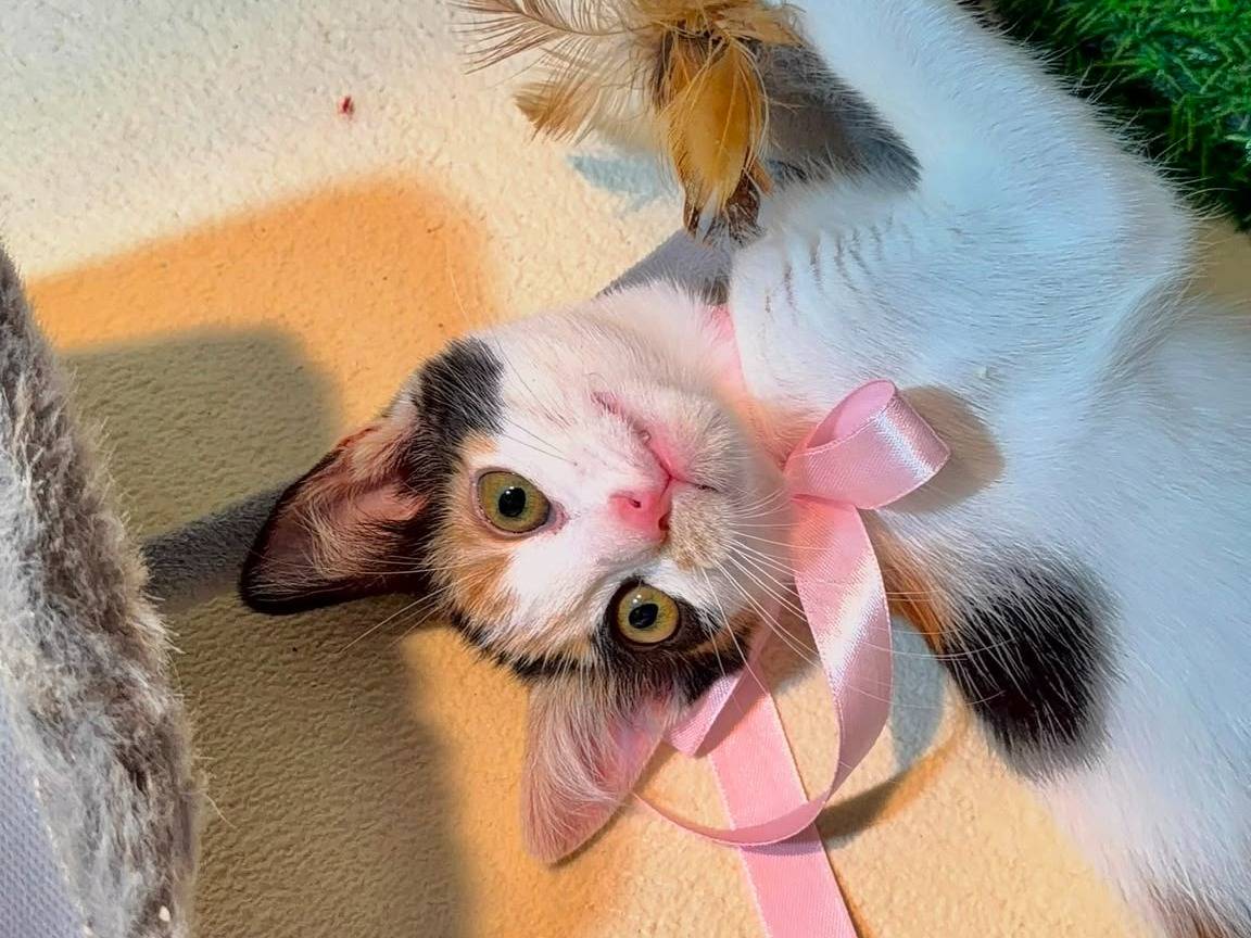 Adozione gatto, femmina, Razza sconosciuta Razza sconosciuta, 2 mesi, taglia non valida, Latina