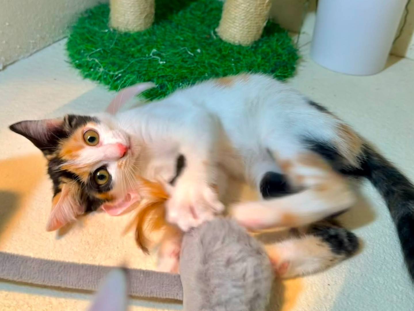 Adotta un gatto, femmina, 2 mesi, Latina