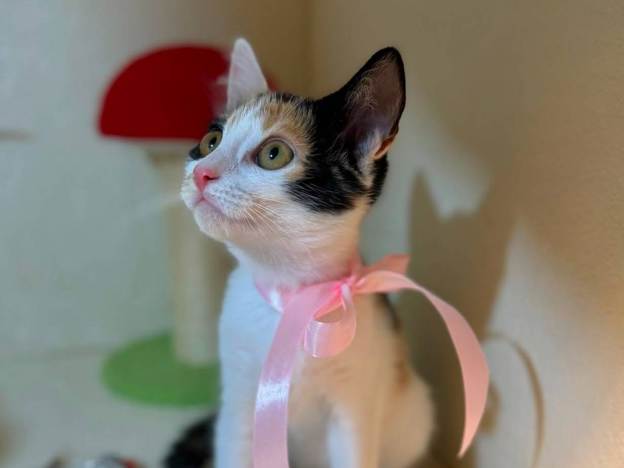Adotta un gatto, taglia non valida, femmina, Latina