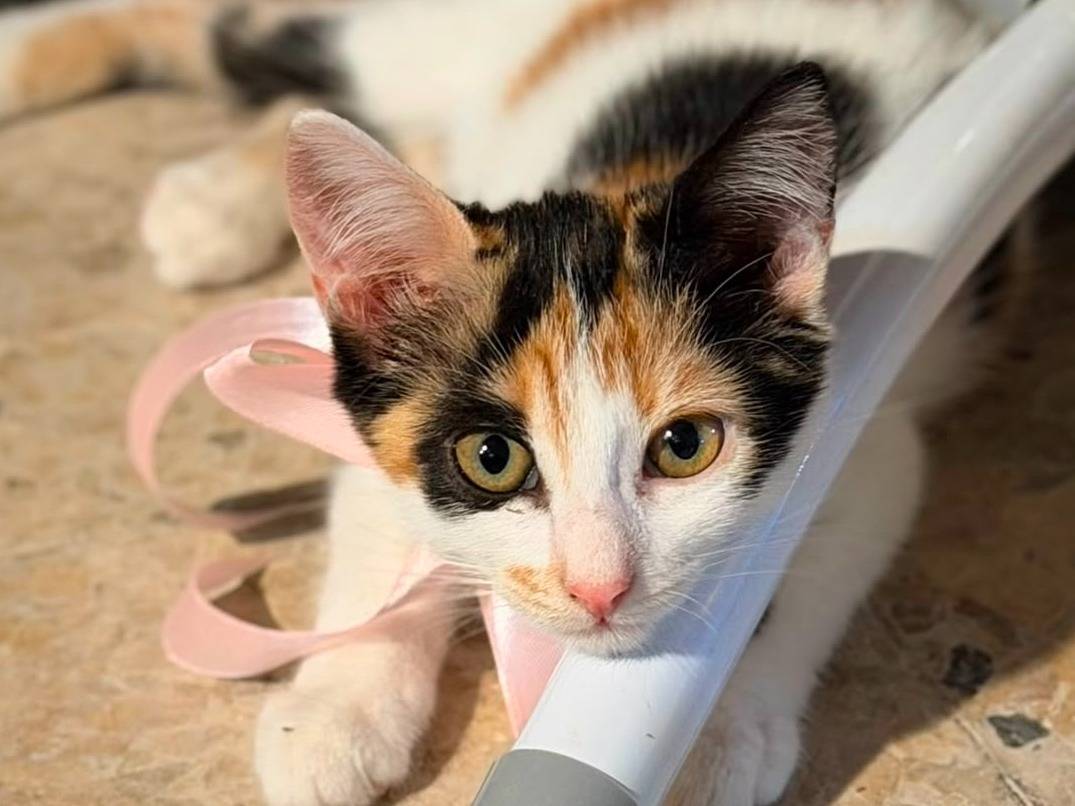 Vuoi adottare un gatto a Latina?